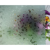 Blanc translucide et dépoli madras effet mosaiques verre 5 mm plaque de 30 par 20 cm